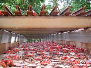 cangrejo rojo migrando por paso subterráneo cangrejo rojo migrando por paso subterráneo