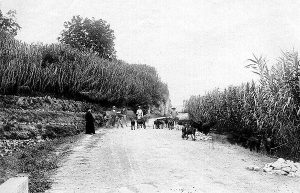 Carretera de las Angosturas, en Priego de Córdoba, a principios del siglo XX Carretera de las Angosturas, en Priego de Córdoba, a principios del siglo XX.