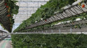 Espejos solares y tecnología hidropónica para cultivos en invernadero Espejos solares y tecnología hidropónica para cultivos en invernadero