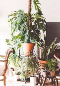 Plantas regalos sostenibles