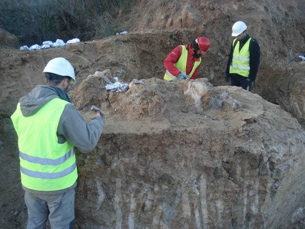 excavación paleontológica