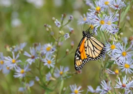 Monarch butterfly