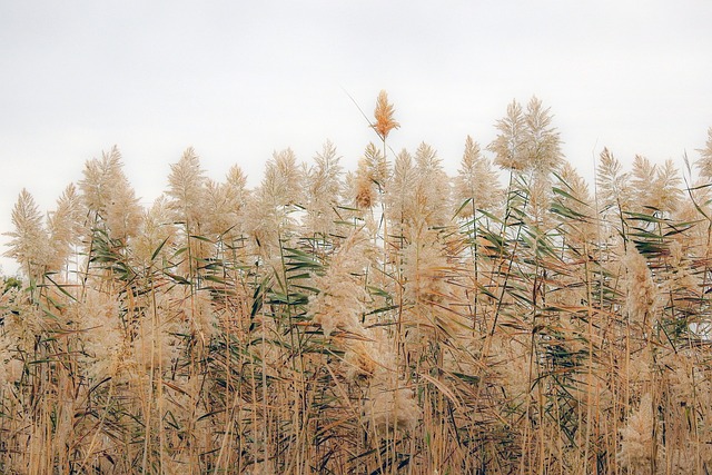 phragmites australis