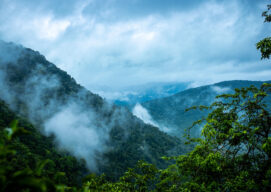 Clouds over the jungle