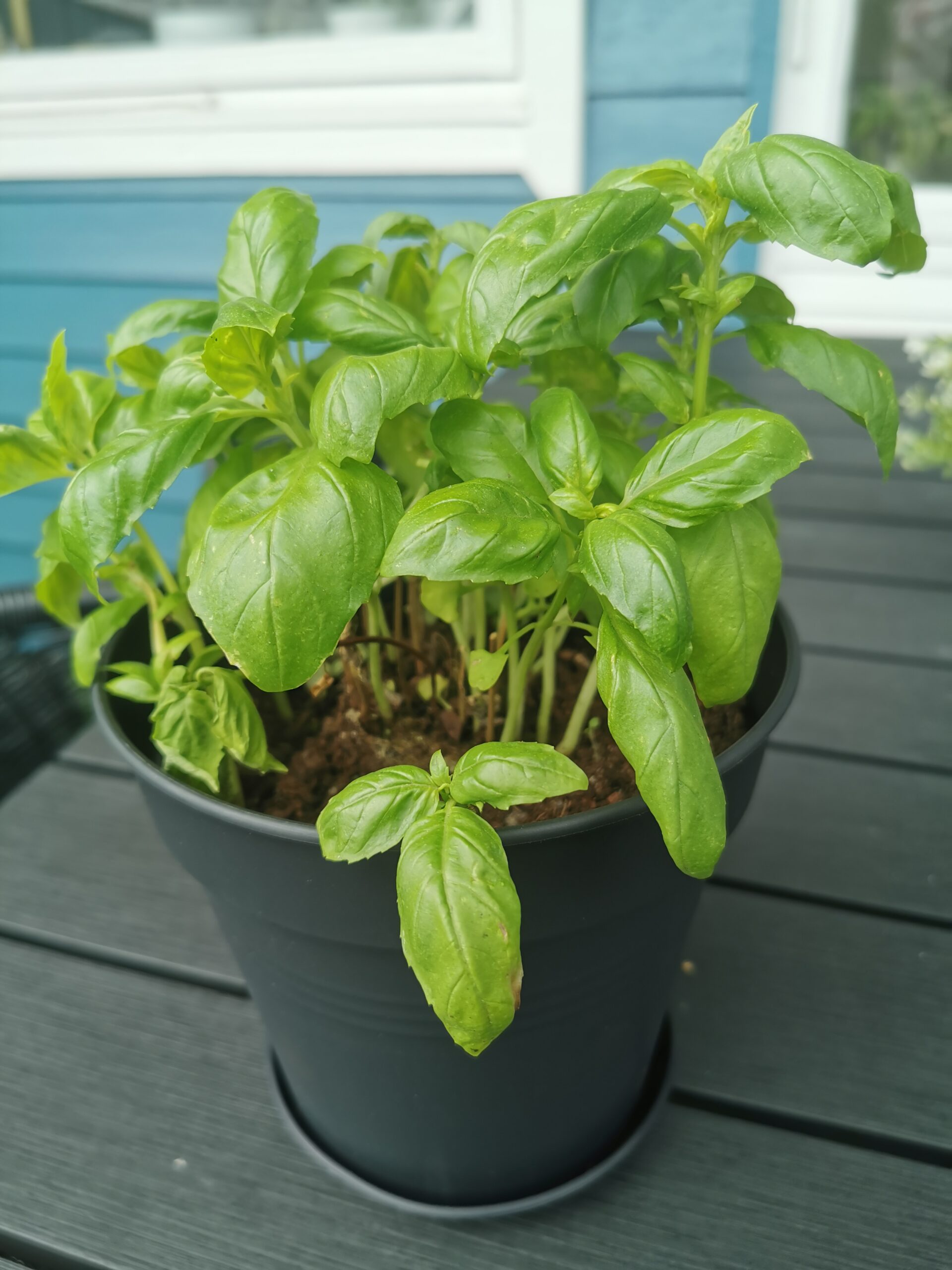 basil plant in a pot