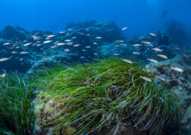 imagen de posidonia marina